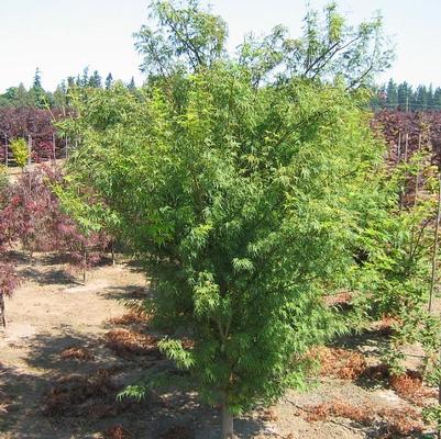 Acer palmatum dissectum Seiryu