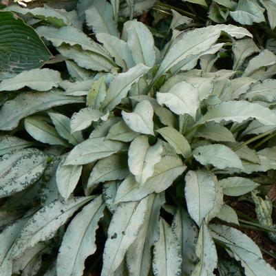 Pulmonaria x Majeste