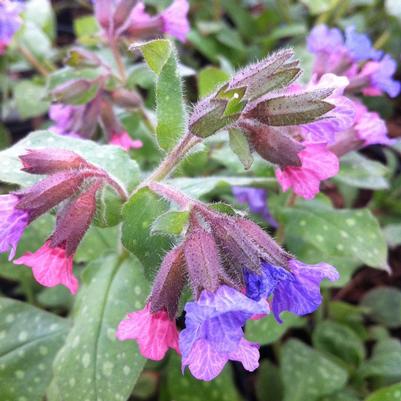 Pulmonaria saccharata Mrs. Moon (Lungwort)