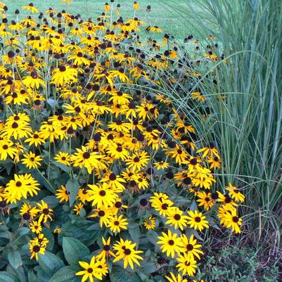 Rudbeckia fulgida Goldsturm (Black-Eyed Susan)