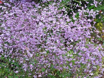 Thalictrum delavayi Splendide