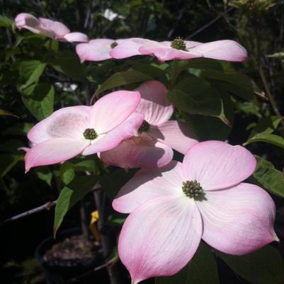 Cornus x Rutgan