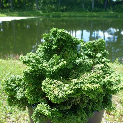 Chamaecyparis obtusa Kosteri