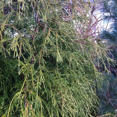 Chamaecyparis pisifera Filifera