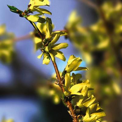 Forsythia ovata Northern Gold