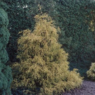 Chamaecyparis pisifera Filifera Aurea