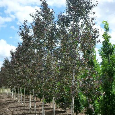 Betula x grandiflora Penci-2