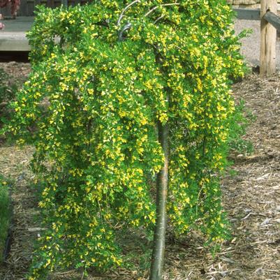 Caragana arborescens Pendula