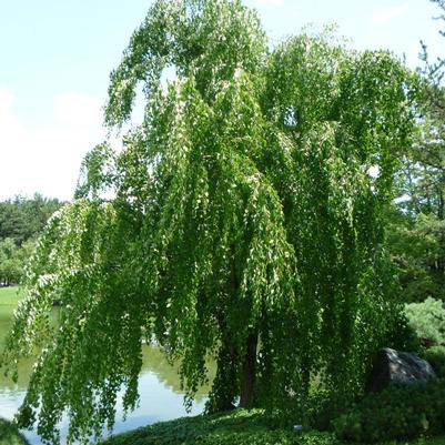 Cercidiphyllum japonicum Pendula