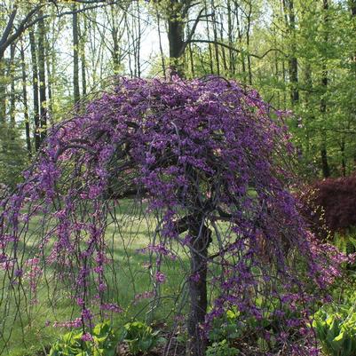 Cercis canadensis Covey