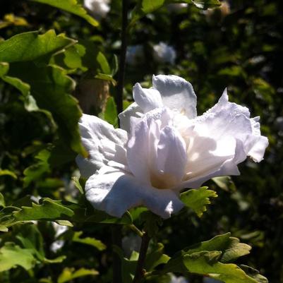 Hibiscus syriacus Jeanne de Arc