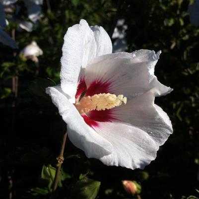 Hibiscus syriacus Red Heart