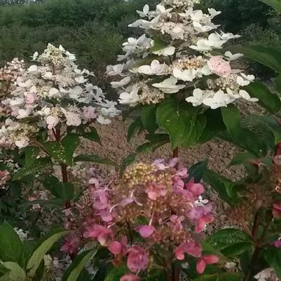 Hydrangea paniculata Wim's Red