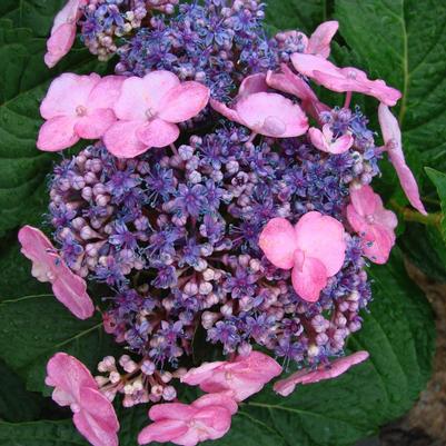 Hydrangea macrophylla PIIHM-I