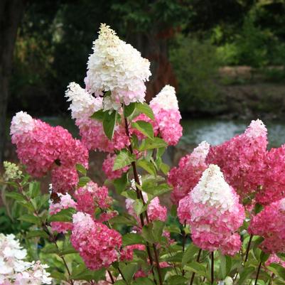 Hydrangea paniculata Renhy