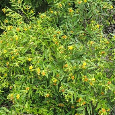 Hypericum prolificum 