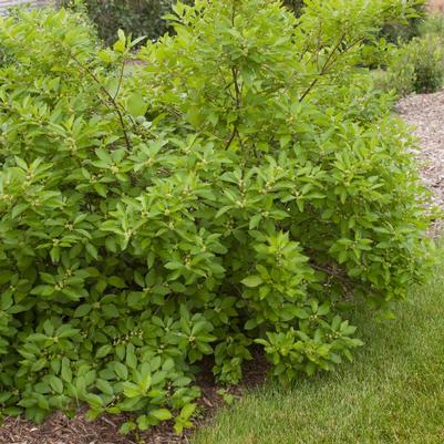 Ilex verticillata Southern Gentleman