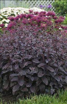 Sedum x Xenox