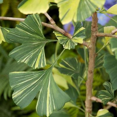 Ginkgo biloba California Sunset