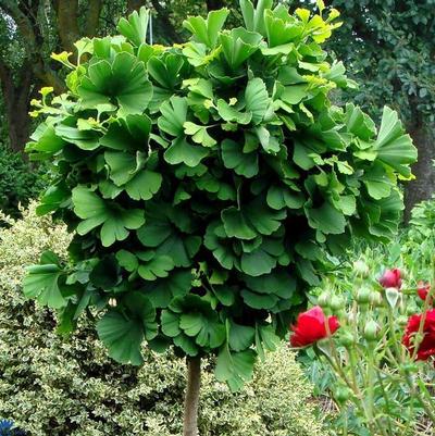 Ginkgo biloba Globosa