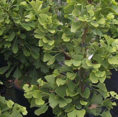 Ginkgo biloba Simon