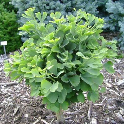 Ginkgo biloba Troll