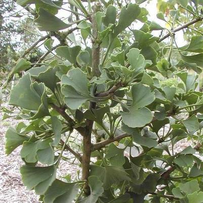 Ginkgo biloba Umbrella