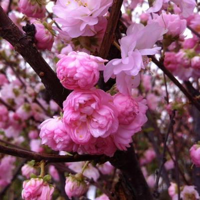 Prunus triloba var. multiplex 