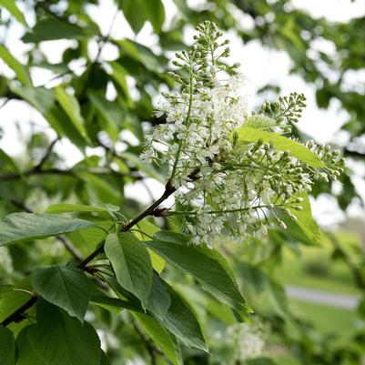 Prunus virginiana 