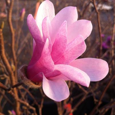 Magnolia x loebneri Leonard Messel