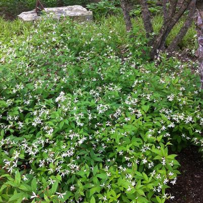 Gillenia trifoliata 