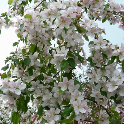 Malus scheideckeri Red Jade