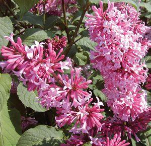 Syringa x prestoniae Miss Canada