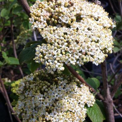 Viburnum x rhytidophylloides Alleghany