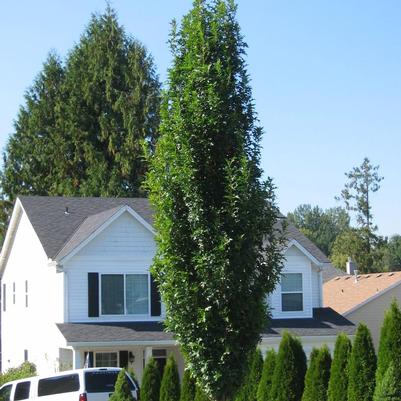 Quercus palustris Pringreen
