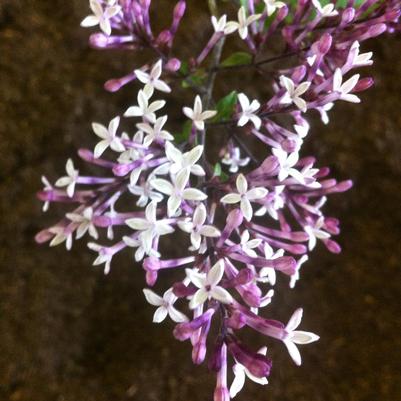 Syringa pubescens subsp. julianae Hers