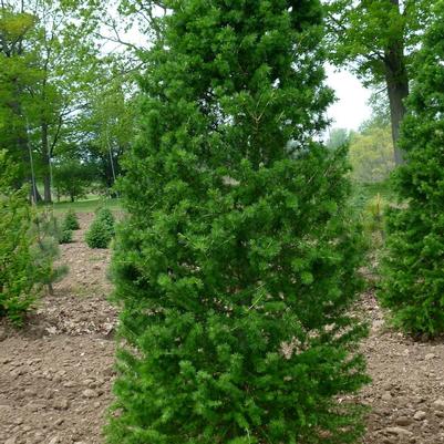 Larix decidua 