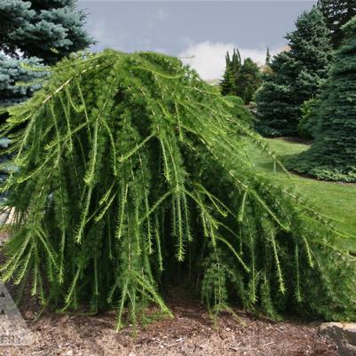 Larix eurolepis Varied Directions