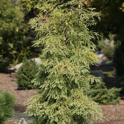 Metasequoia glyptostroboides Miss Grace