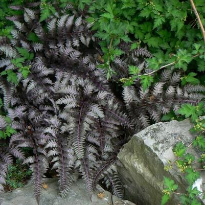 Athyrium niponicum var. pictum Burgundy Lace