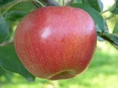 Apple Northern Spy