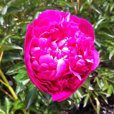 Paeonia General McMahon