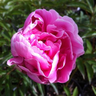 Paeonia Sarah Bernhardt