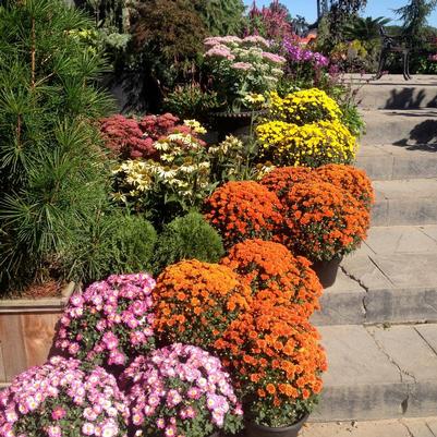 Chrysanthemum x morifolium 