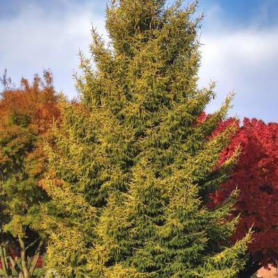 Picea orientalis Skylands