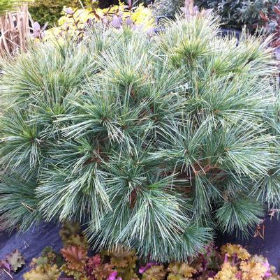 Pinus strobus Horsford Dwarf