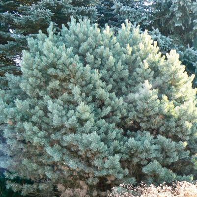 Pinus sylvestris Watereri