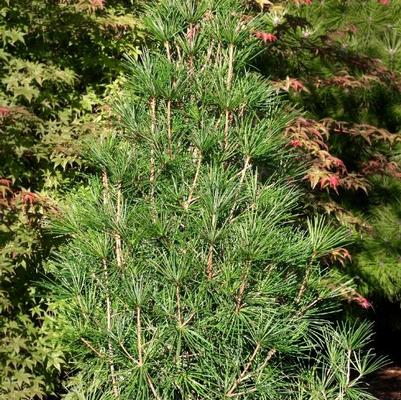 Sciadopitys verticillata Wintergreen