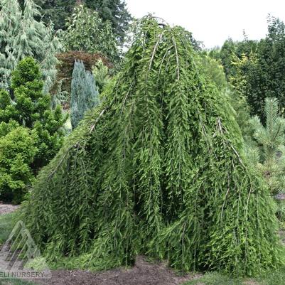 Taxodium distichum Cascade Falls