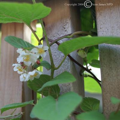 Actinidia arguta Issai